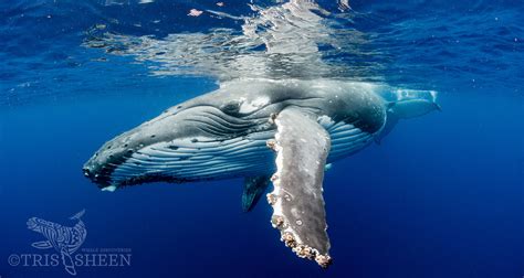 tonga whale discoveries.